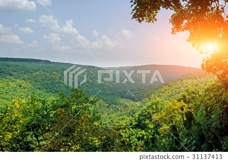 wonderful forest on Mount germinating wonderful forest on Mount germinating 31137413