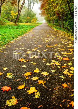 Road in autumn forest. Autumn landscape 31137649