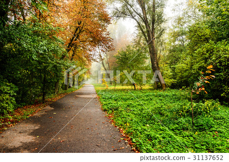Road in autumn forest. Autumn landscape Road in autumn forest. Autumn landscape 31137652