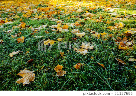 colored autumn leaves with dusting of frost 31137695