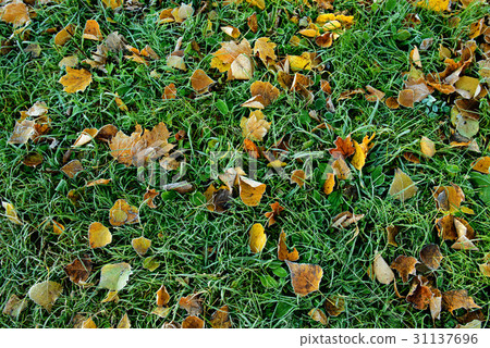 colored autumn leaves with dusting of frost colored autumn leaves with dusting of frost 31137696