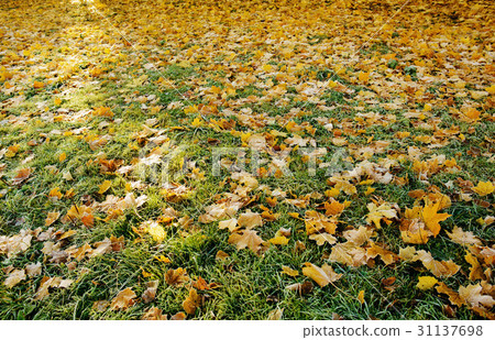 colored autumn leaves with dusting of frost 31137698