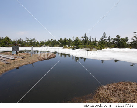 2017年5月29日拍的Okushiga Takahara Yakuyama Chrysanthemum沼澤照片 31137732