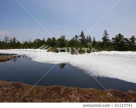 Okushiga Takahara Yakuyama Chrysanthemum Marsh Photo taken on May 29, 2017 31137741