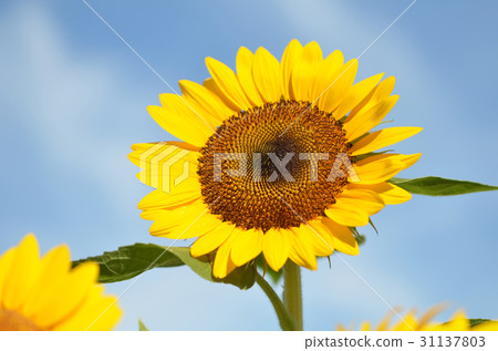 Yellow big sunflower and blue sky 31137803