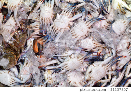 Sea food market in Maeklong 31137807