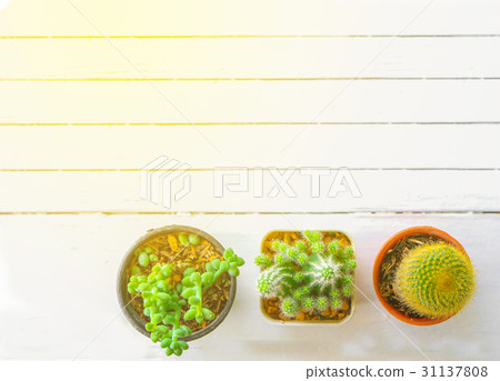 cactus cactus 31137808