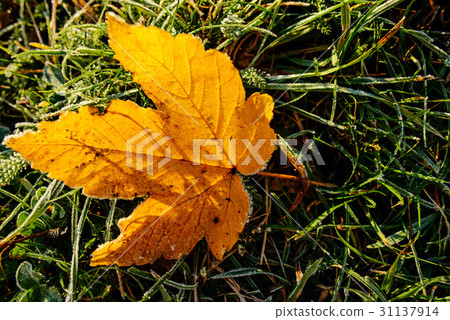 colored autumn leaves with dusting of frost 31137914