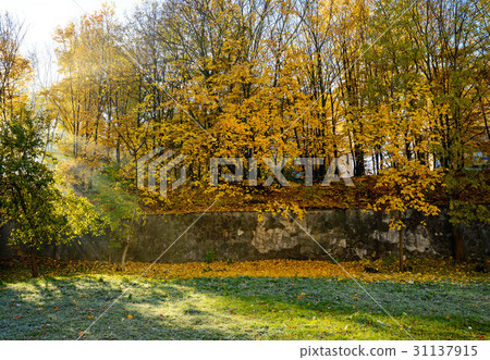 Autumn Scenery of Yellow and Dry Leaves. 31137915