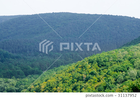 Mountain landscape, wonderful forest on Mount Mountain landscape, wonderful forest on Mount 31137952