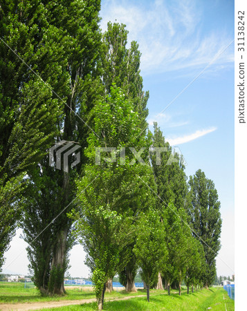 New Hokkaido University Poplar trees New Hokkaido University Poplar trees 31138242