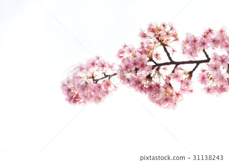 Cherry blossoms and white back Cherry blossoms and white back 31138243