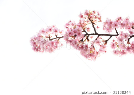 Cherry blossoms and white back Cherry blossoms and white back 31138244