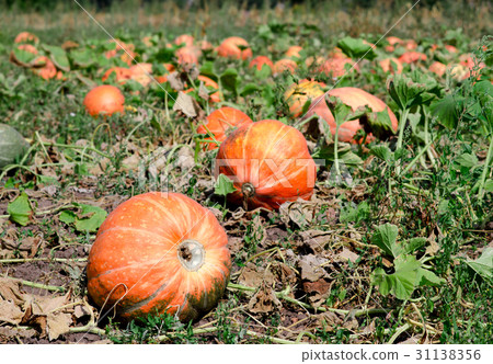 Pumpkins on a field under a great cloudscape. Pumpkins on a field under a great cloudscape. 31138356