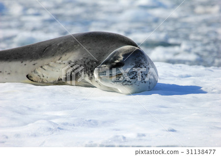 Leopard seal resting on ice floe Leopard seal resting on ice floe 31138477