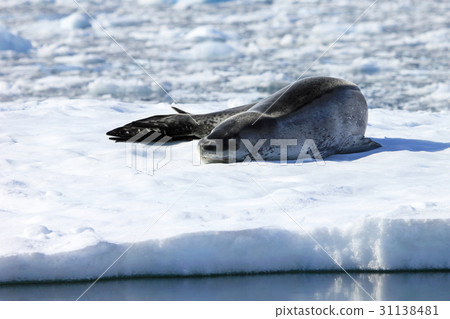 Leopard seal resting on ice floe Leopard seal resting on ice floe 31138481