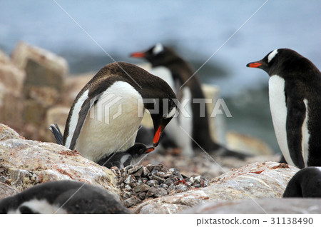 Adult and young gentoo penguin Adult and young gentoo penguin 31138490