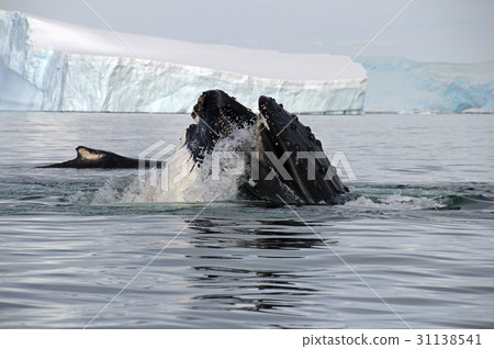 Humpback whale head 31138541
