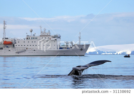 Humpback whale tail with ship, boat Humpback whale tail with ship, boat 31138692