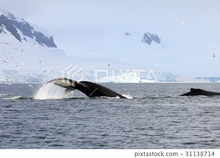 Humpback whale tail Humpback whale tail 31138714