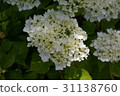 Hydrangea 31138760