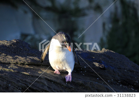 Rockhopper penguin, Falkland Islands Rockhopper penguin, Falkland Islands 31138823