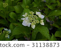  Gaku hydrangea 31138873