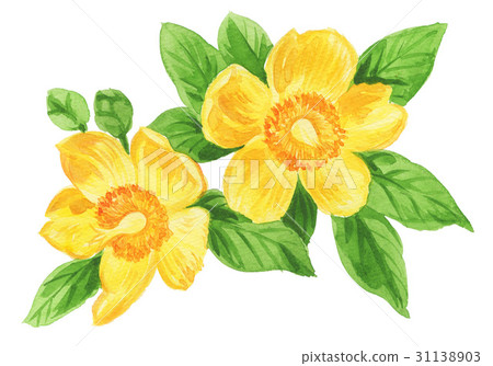 bloom, blossom, blossoms 31138903