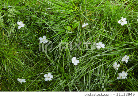 Background with white flowers in grass. 31138949