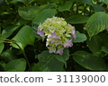 Hydrangea 31139000
