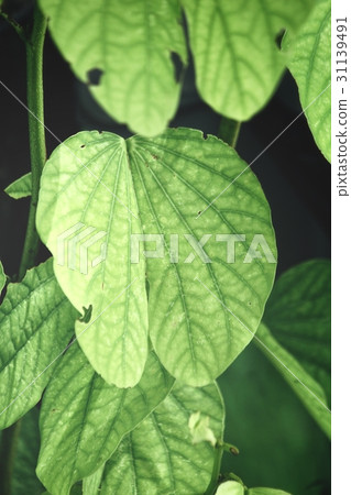 Green leaves Green leaves 31139491