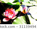 Lotus 31139494