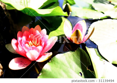 Lotus Lotus 31139494
