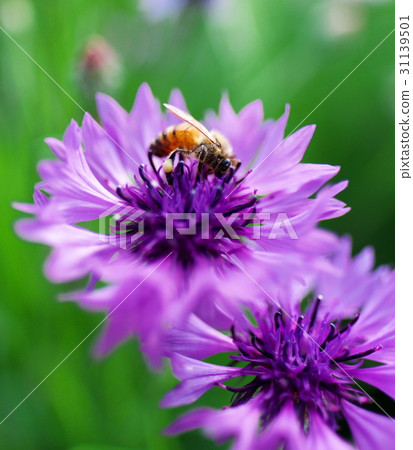 Flowers Flowers 31139501