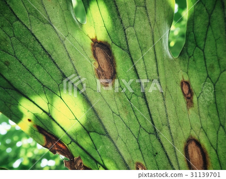 Fern leaves Fern leaves 31139701