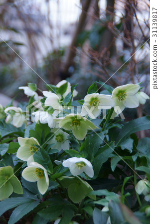 Christmas rose is a flower language "Truely" 31139817