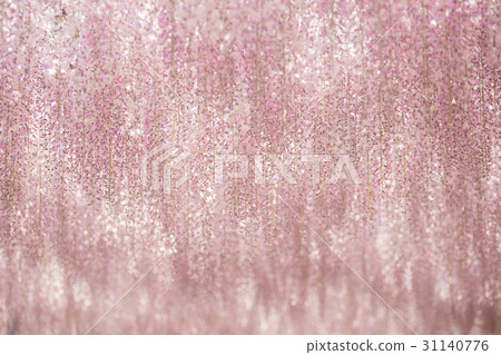blooming wisteria flower blooming wisteria flower 31140776