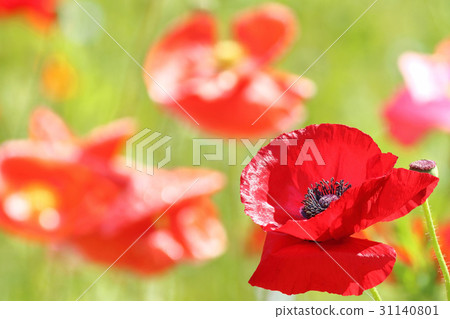 Poppy 31140801