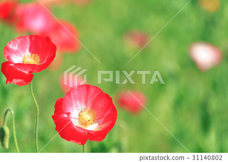 Poppy Poppy 31140802