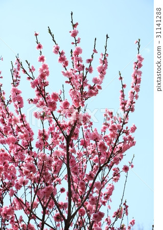  Peach blossoms 31141288