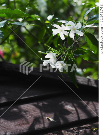 white Gerdenia Crape Jasmine, white flowers 31141748