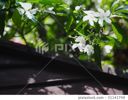 white Gerdenia Crape Jasmine, white flowers white Gerdenia Crape Jasmine, white flowers 31141749
