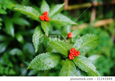 Sri fruit 31141949