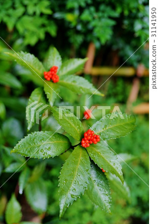 Sri fruit 31141950