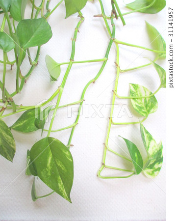 Long extended Potosu vines 31141957