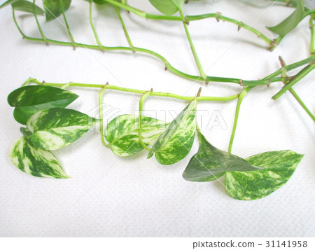 Long extended Potosu vines Long extended Potosu vines 31141958
