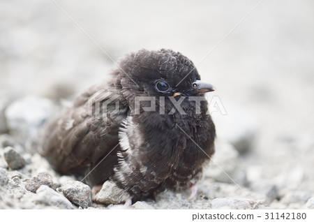 A child of Tokken A child of Tokken 31142180