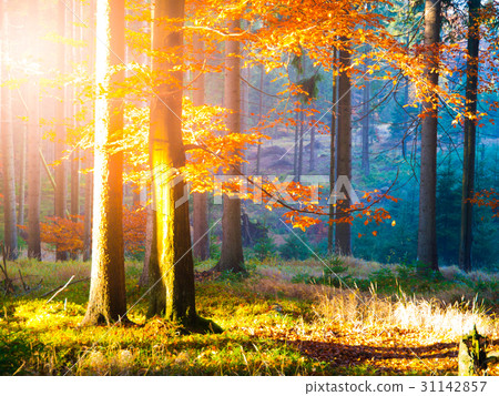 Autumn in beech forest. Beautiful warm scenery 31142857