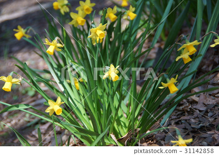 Mini Narcissus textetate 31142858