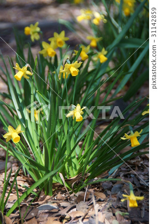 Mini Narcissus textetate 31142859